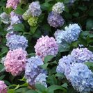 hydrangeas