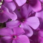more_purple_phlox