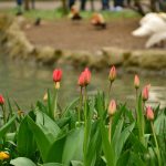 tulips_lake